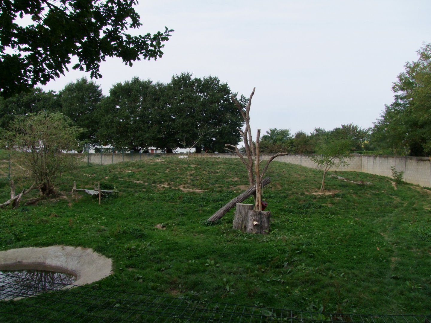 Enclosure Ursus arctos