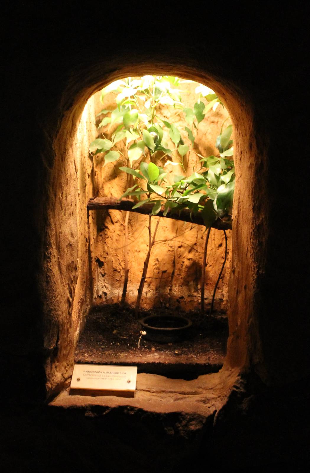 Enclosure Urugulu forest tree frog