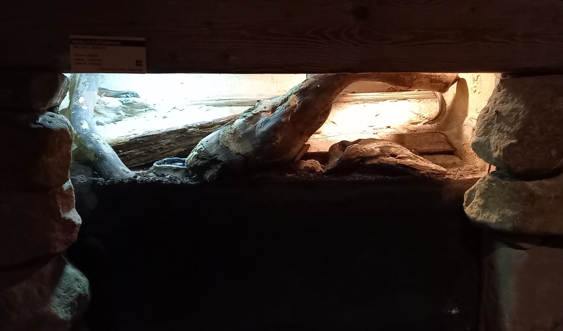 Enclosure Vaillant's mabuya