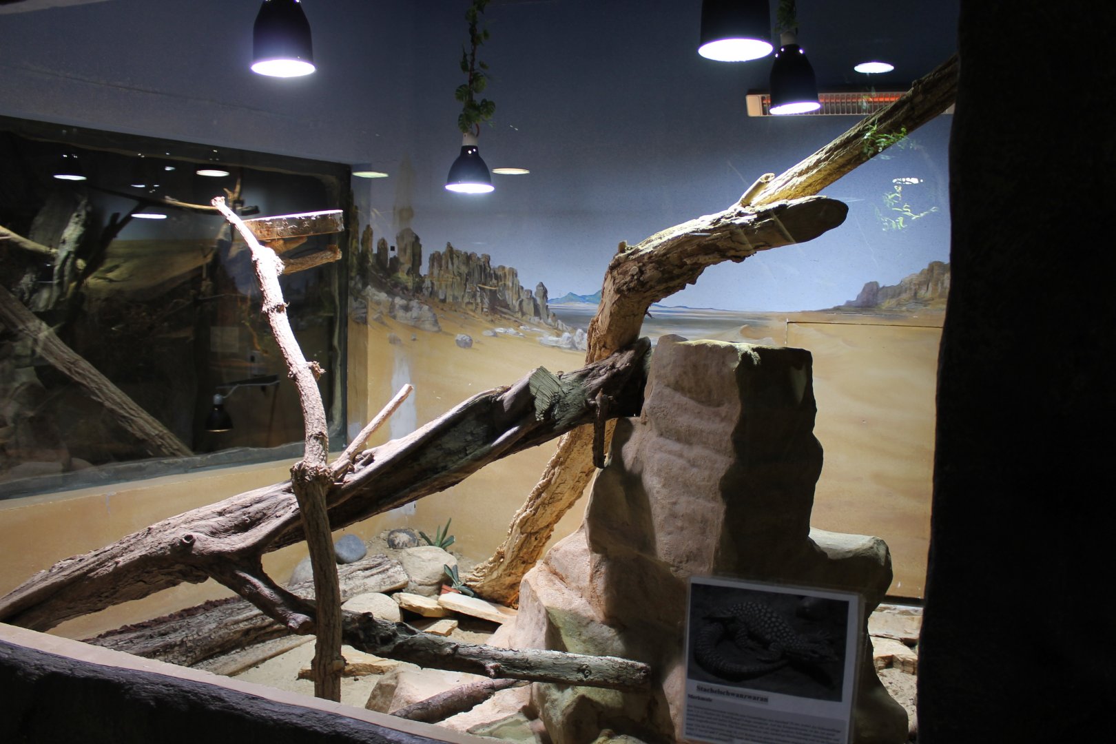 Enclosure Varanus acanthurus