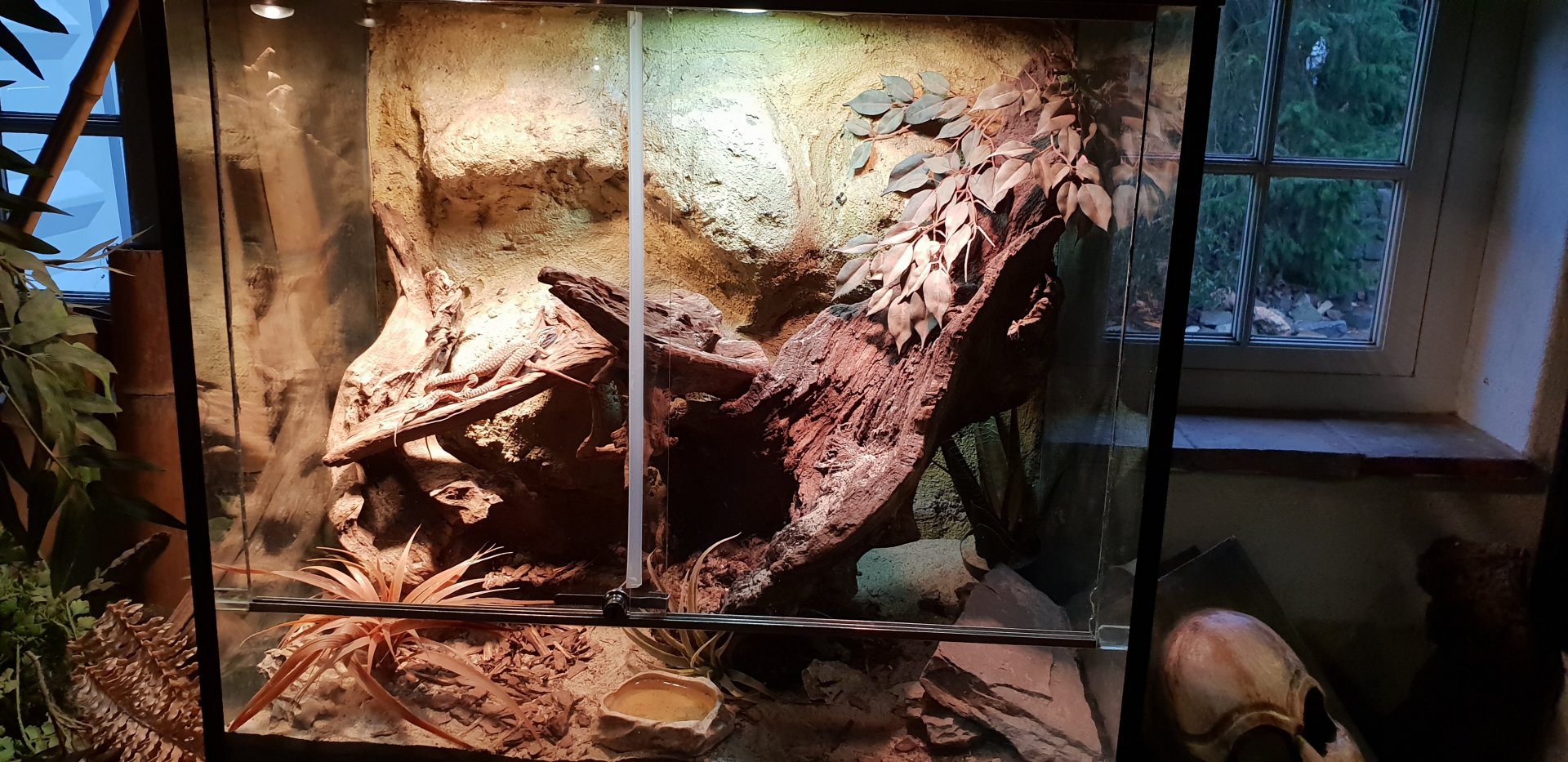 Enclosure Varanus acanthurus