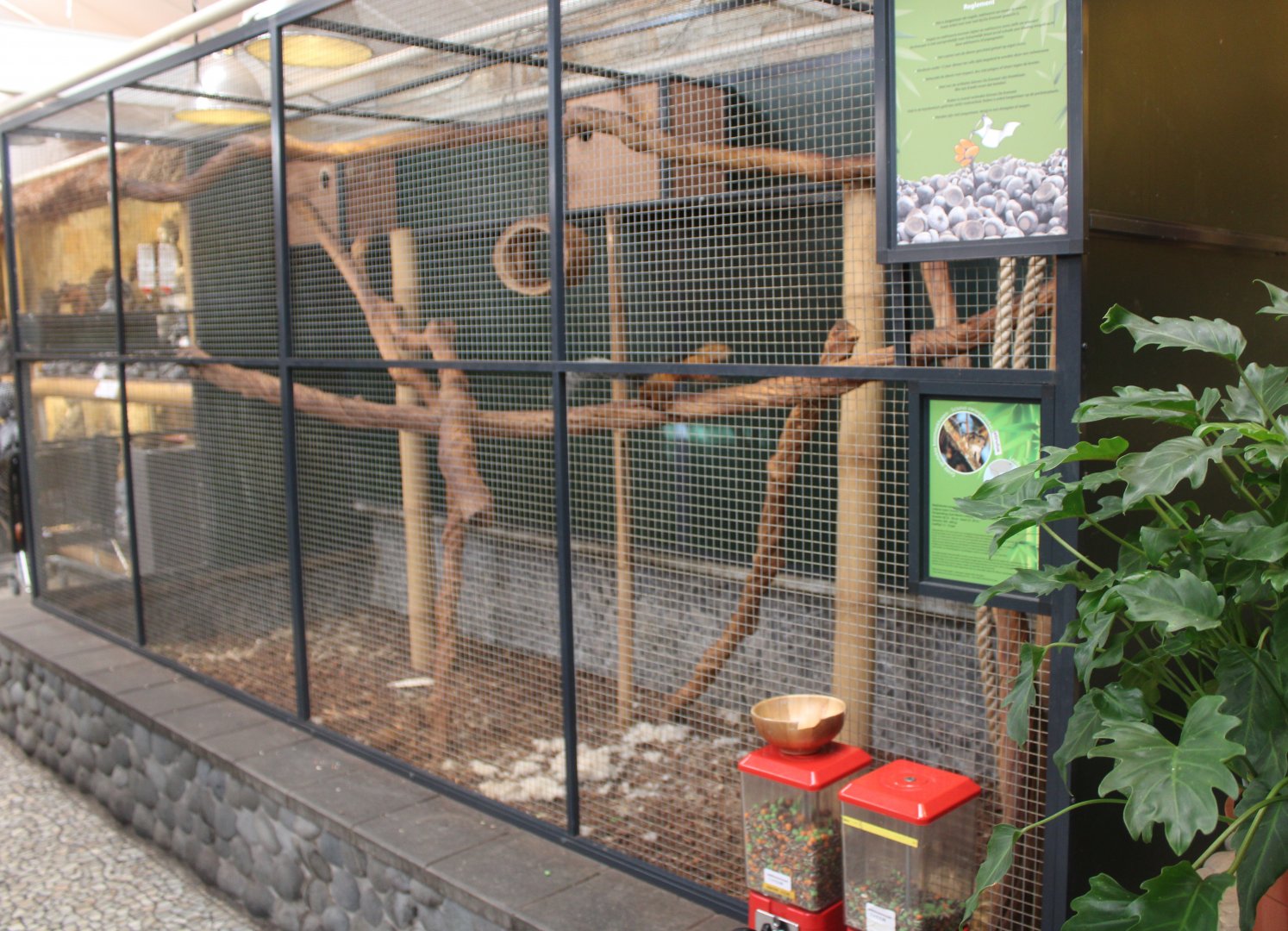 Enclosure Variegated squirrel - ssp atrirufus