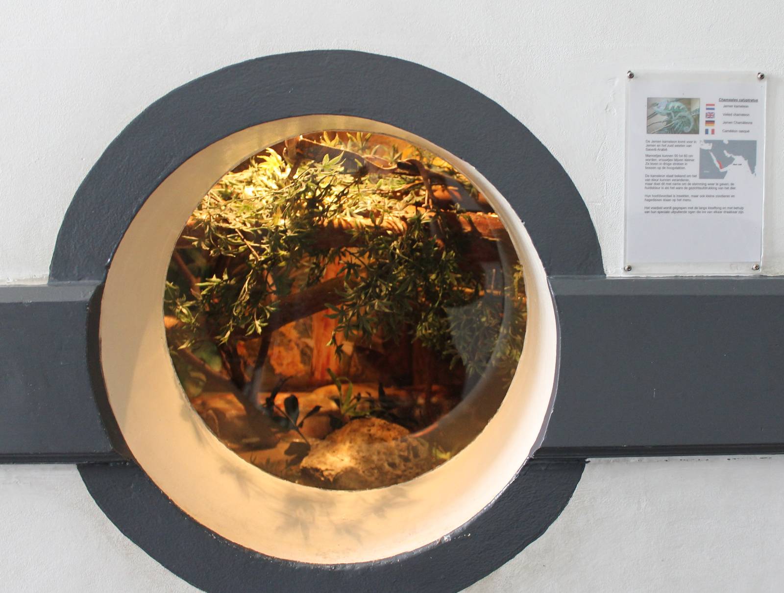 Enclosure Veiled chameleon