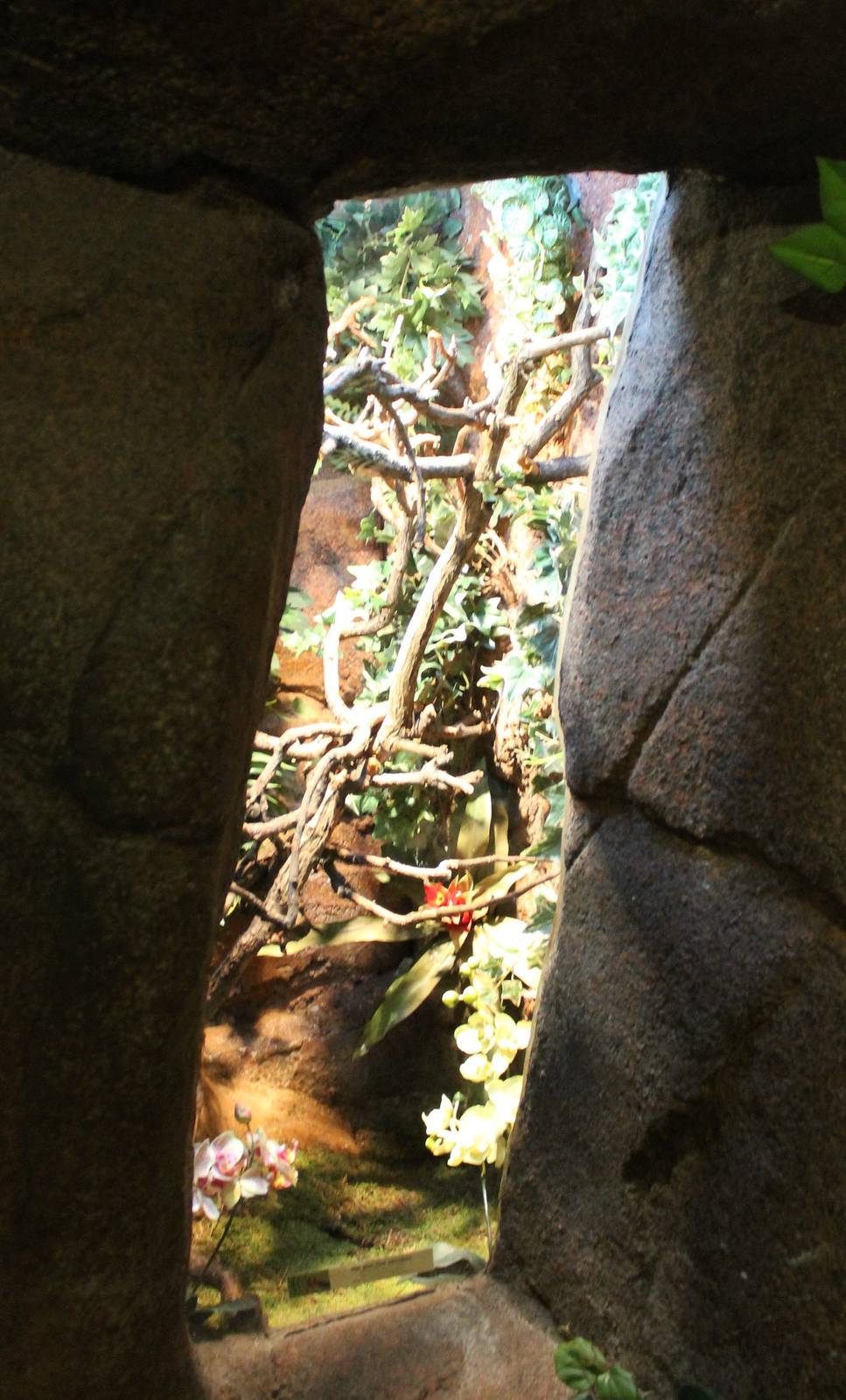 Enclosure Veiled chameleon