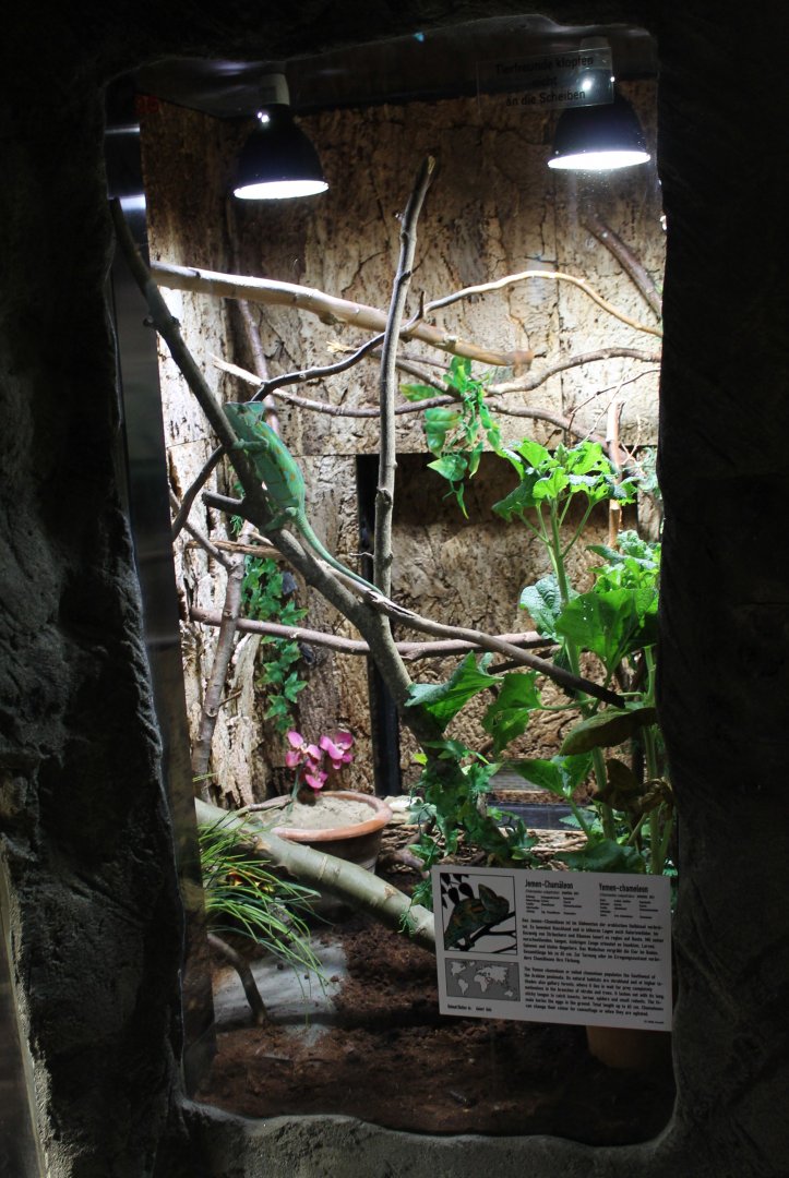 Enclosure Veiled chameleon