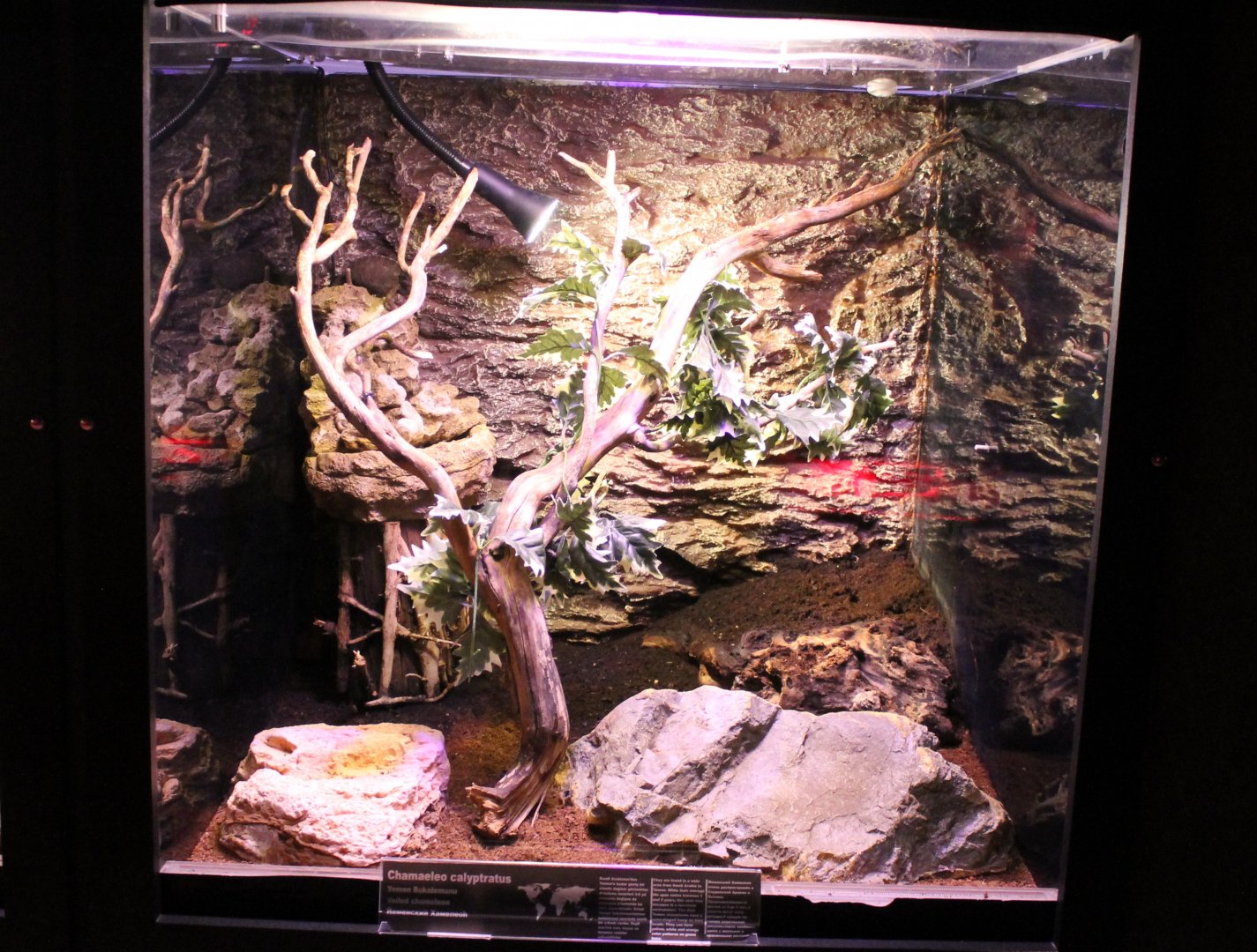 Enclosure Veiled chameleon