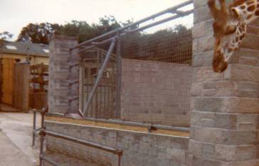 Enclosure view and giraffe head