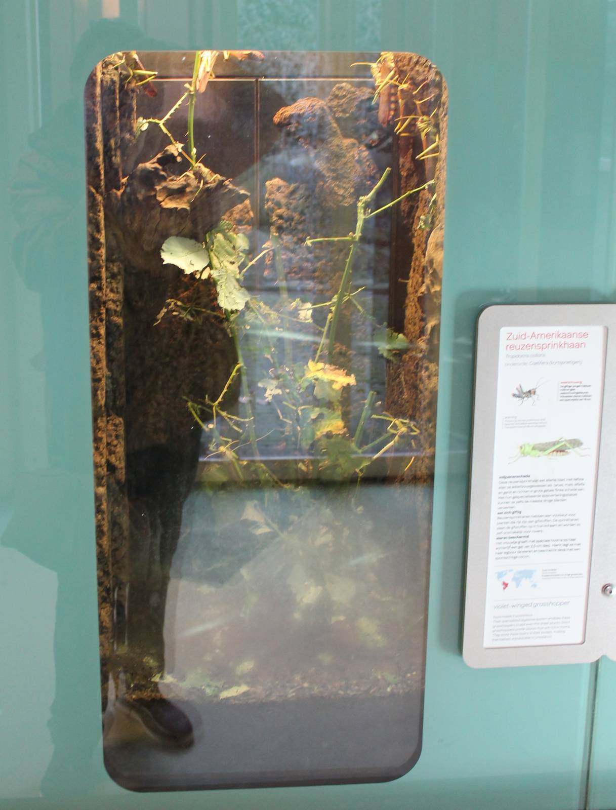 Enclosure Violet wiged grasshopper