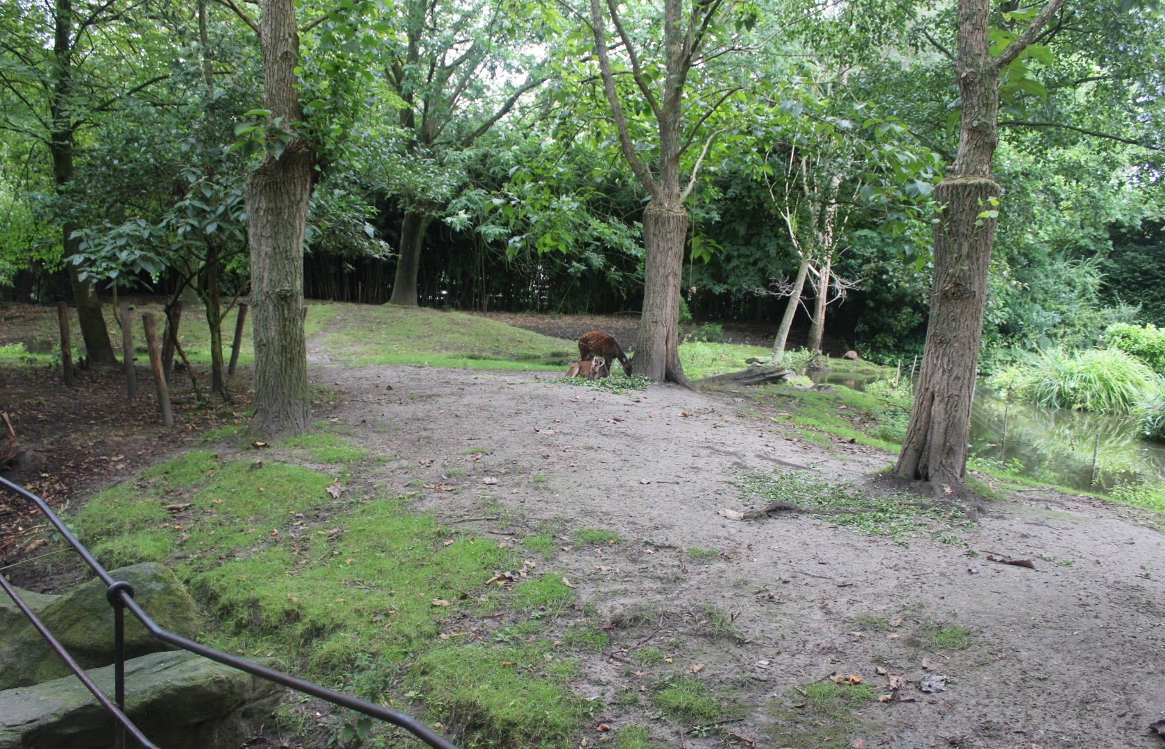 Enclosure Visayan spotted deer