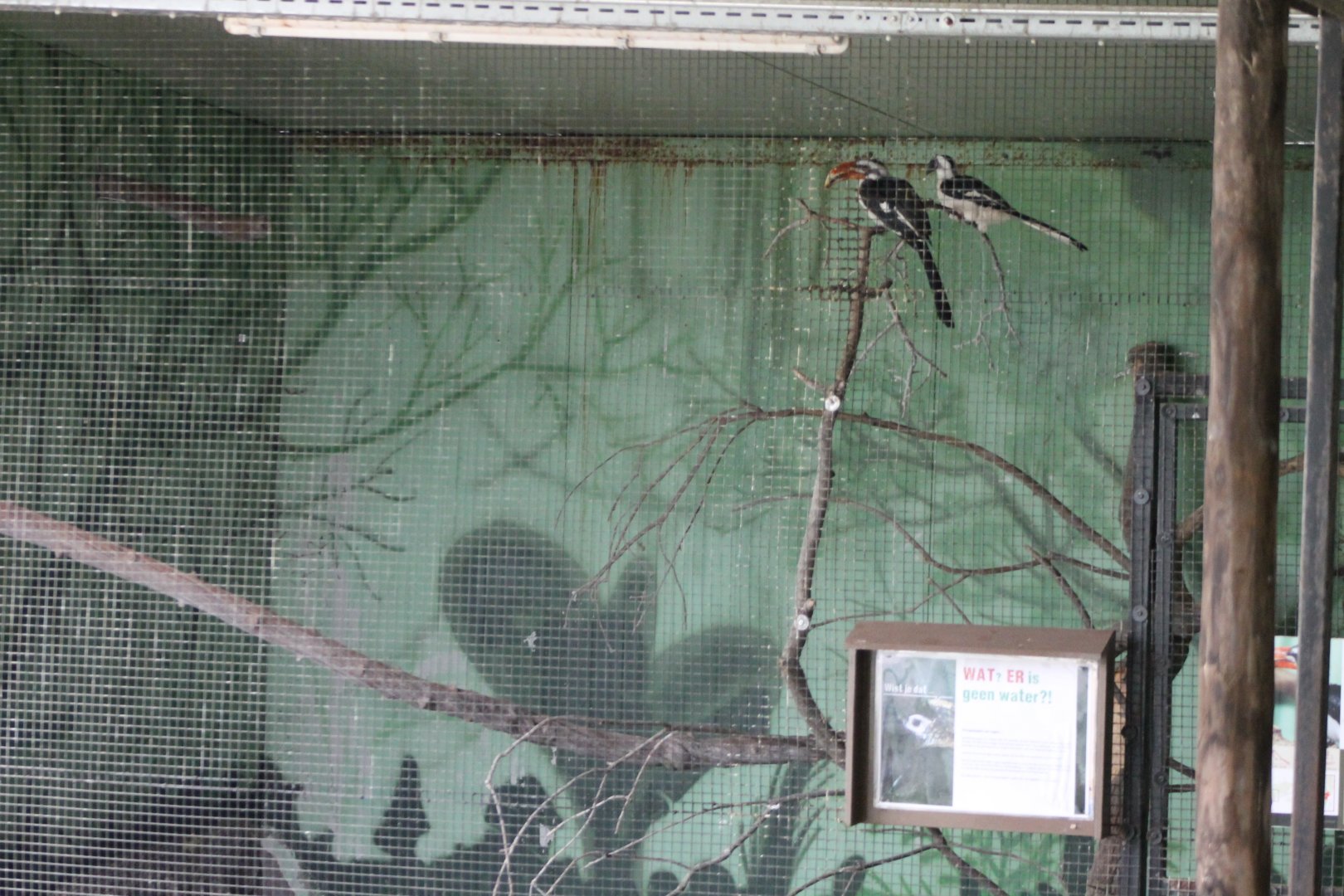 Enclosure Von der Decken's hornbill