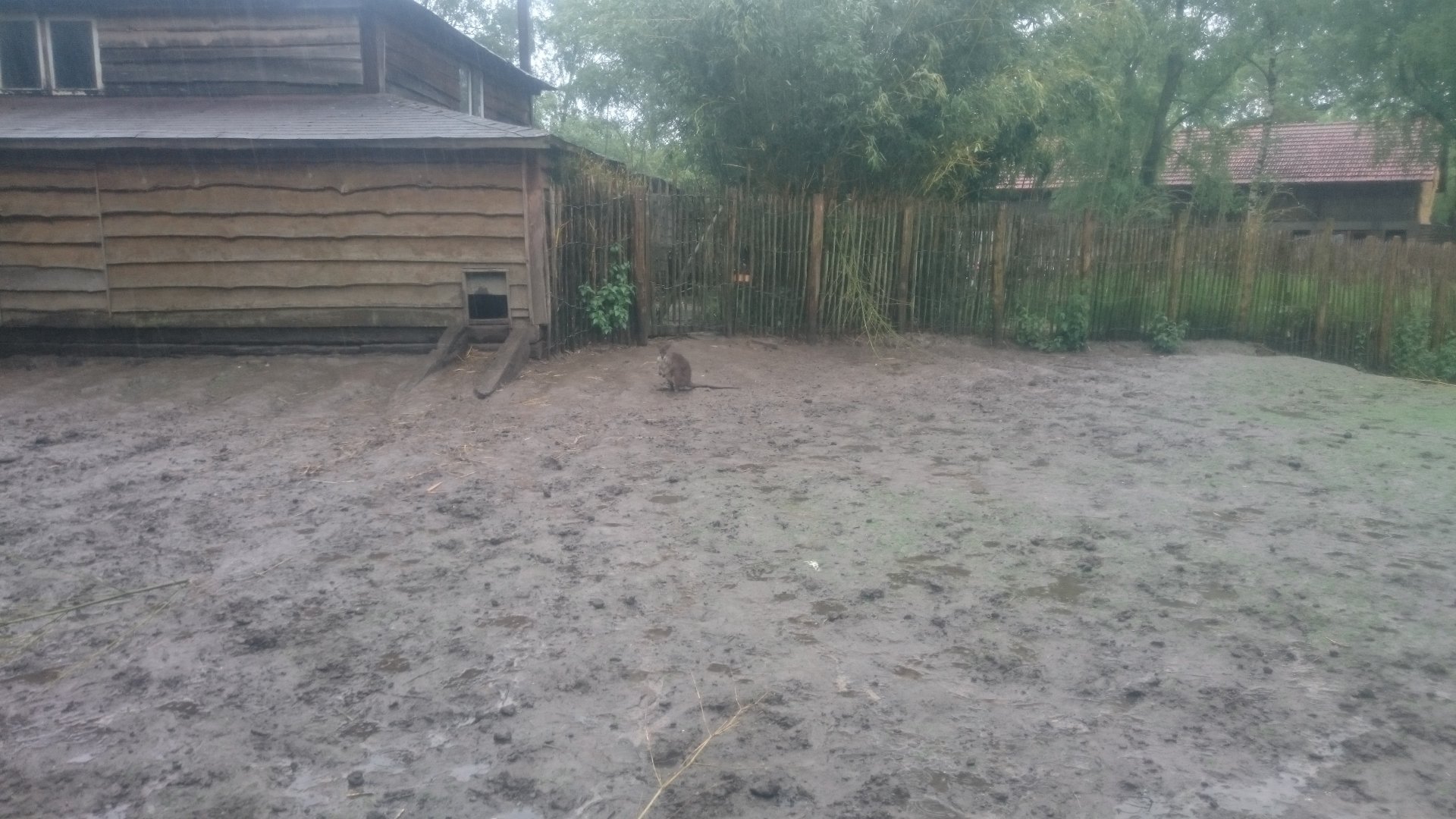 Enclosure Wallaby