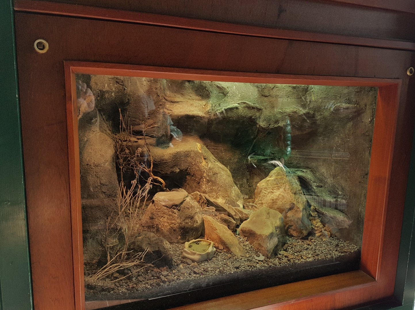 Enclosure Warren's girdled lizard