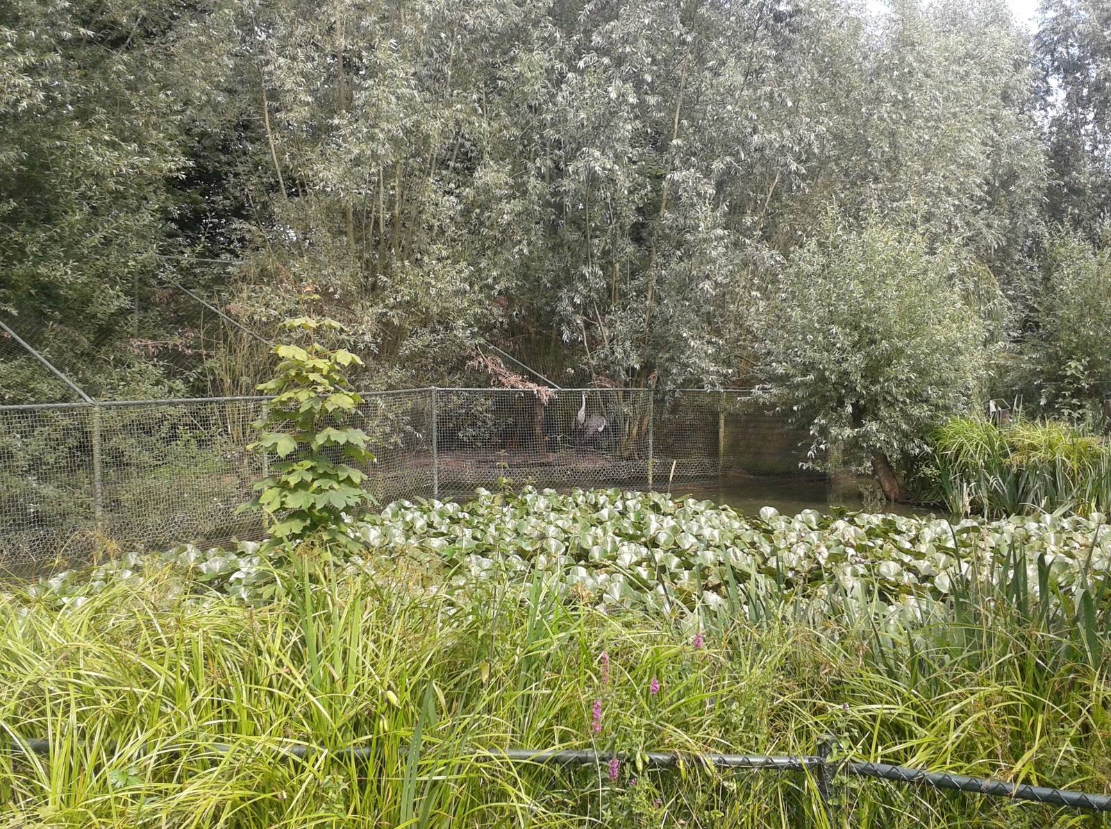 Enclosure Wattled cranes