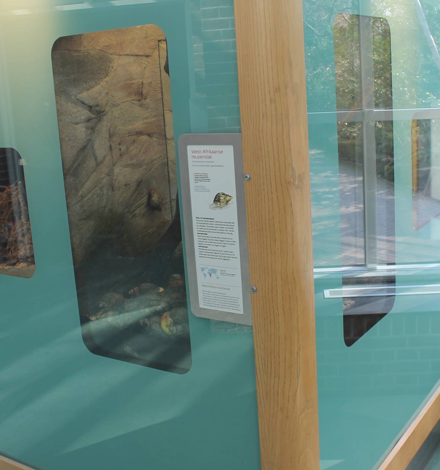 Enclosure West-African land snail