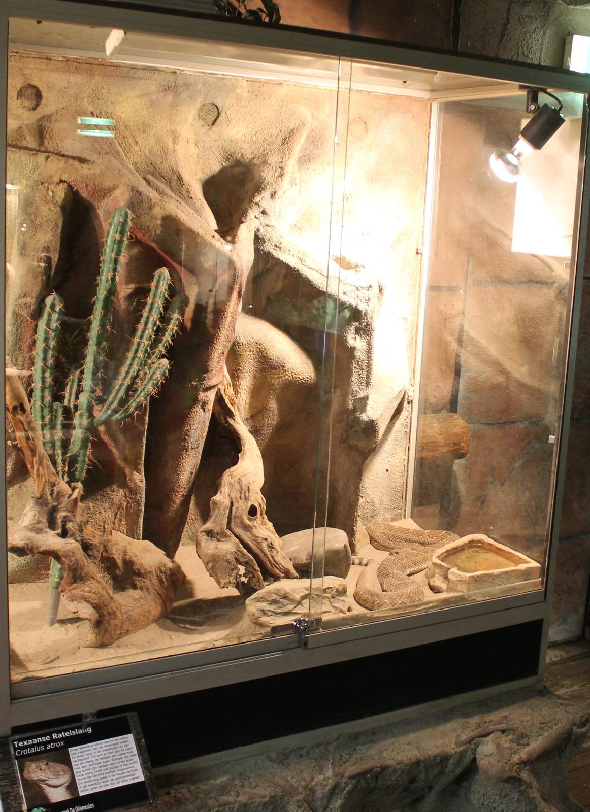 Enclosure Western diamondback rattlesnake