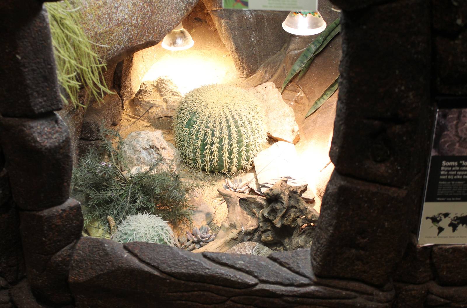 Enclosure Western diamondback rattlesnake