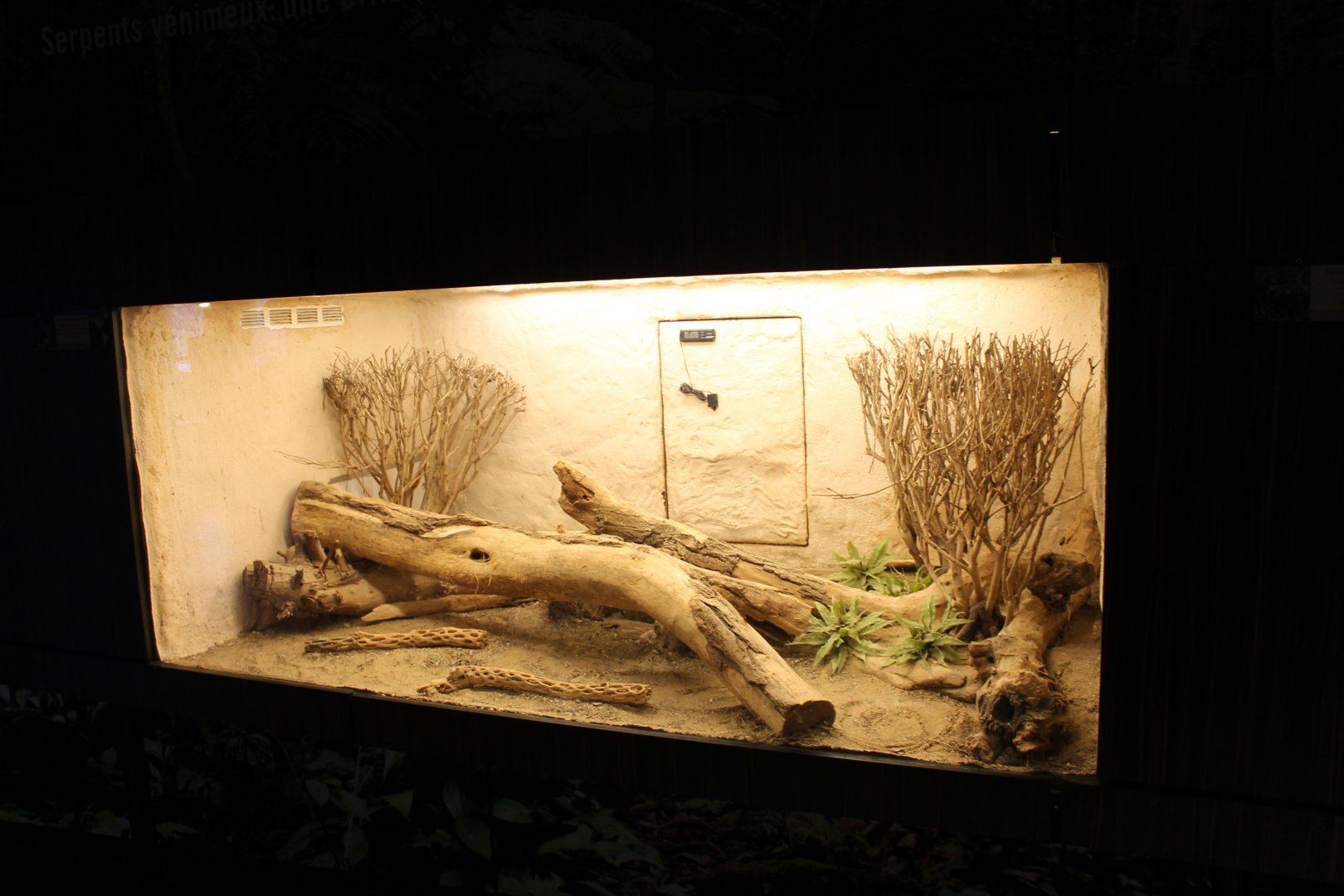 Enclosure Western diamondback rattlesnake