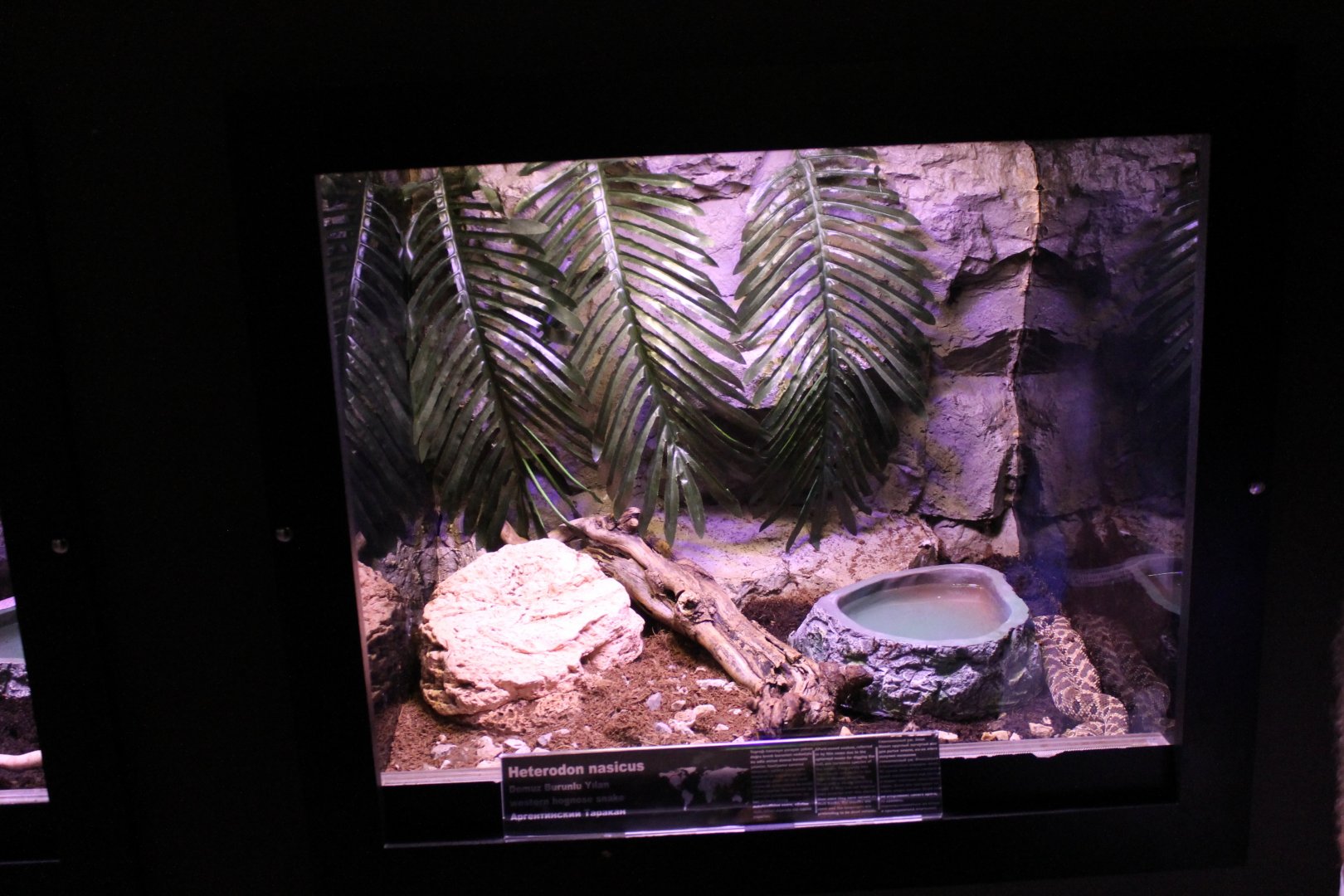 Enclosure Western hognose snake