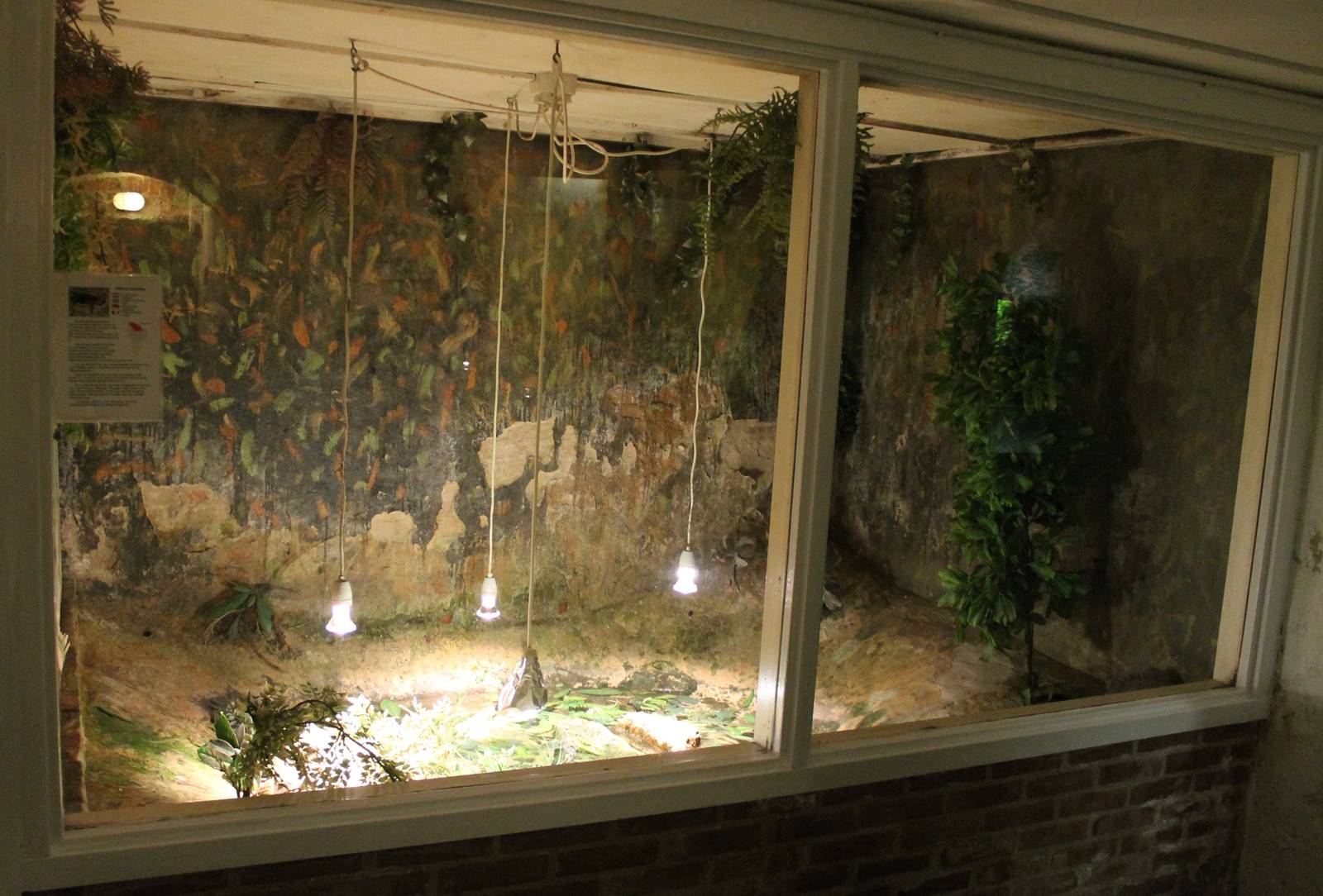 Enclosure Western twist-neck turtle