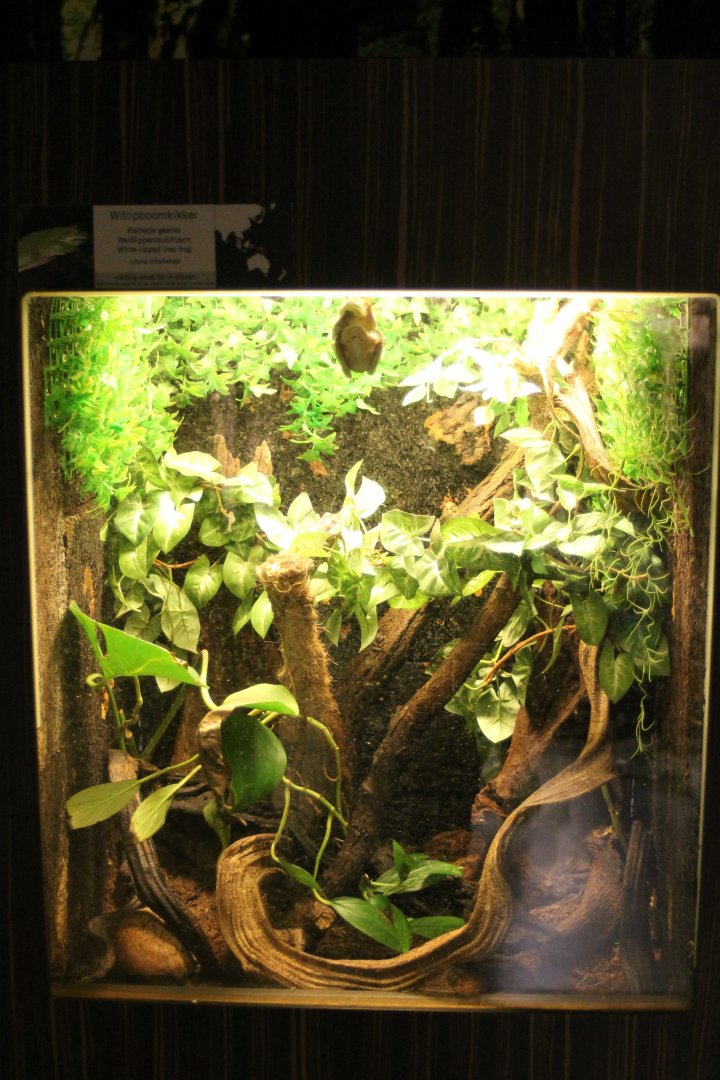 Enclosure Whit-lipped tree frog