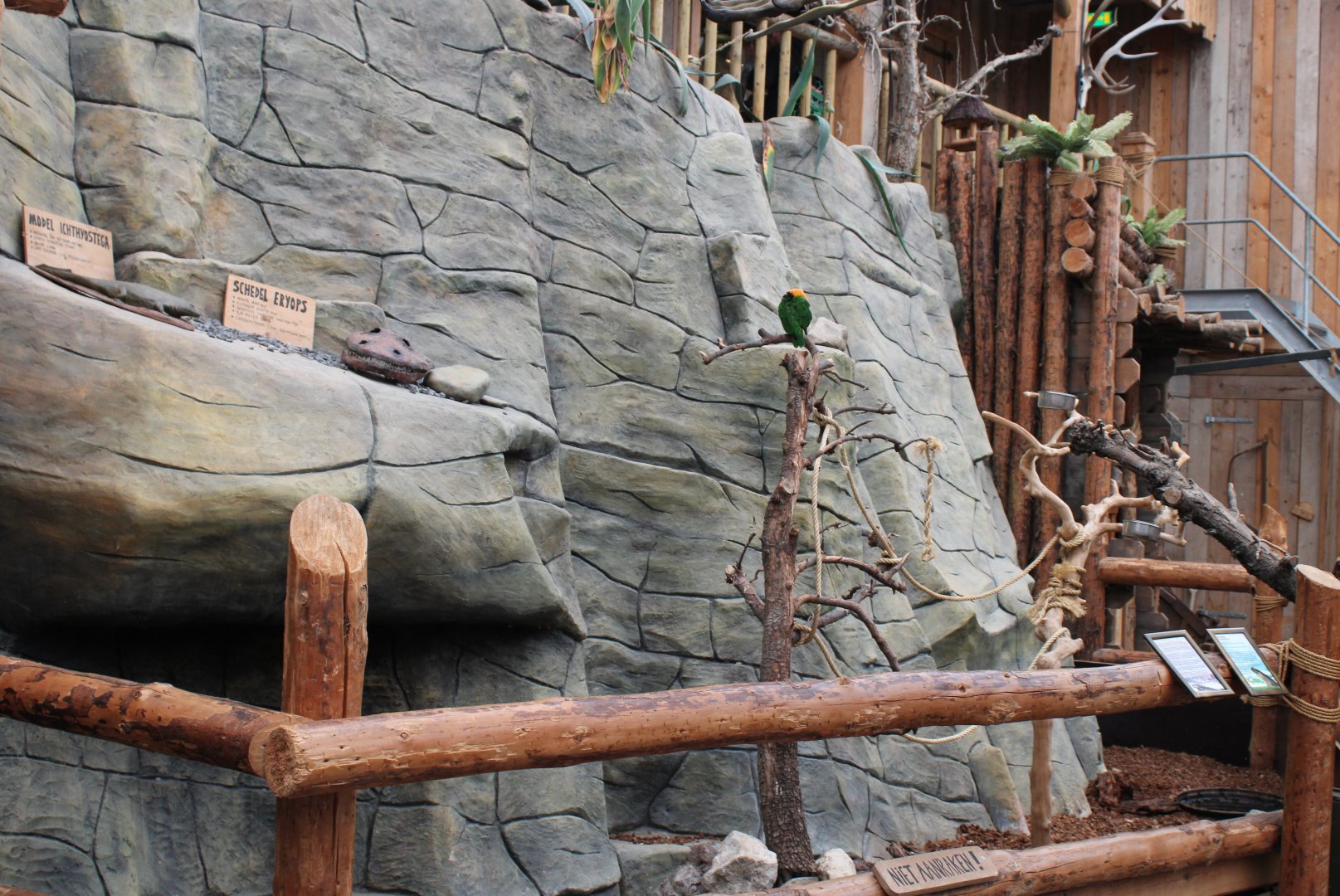 Enclosure White-bellied parrot - Cane toad
