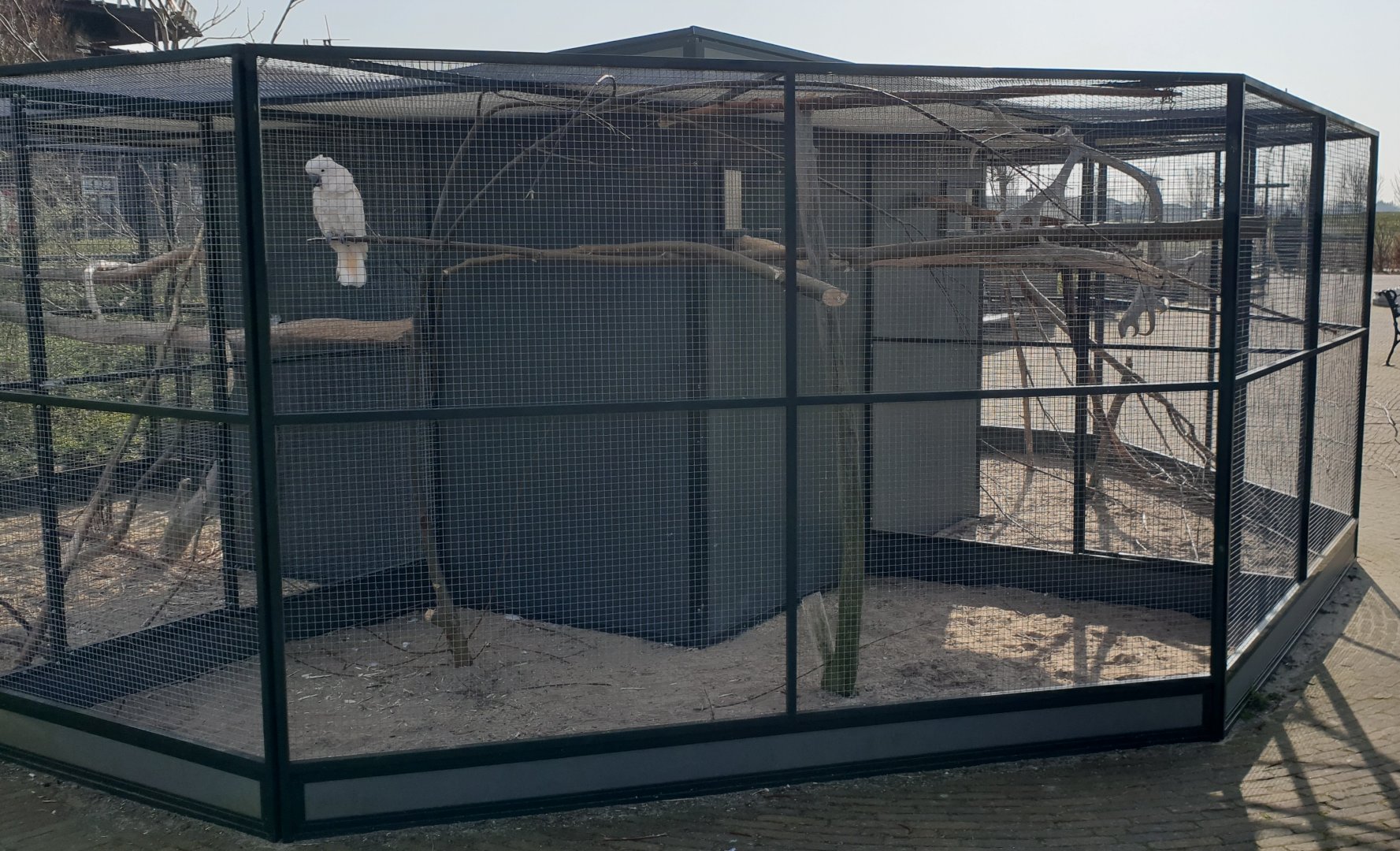 Enclosure White cockatoo