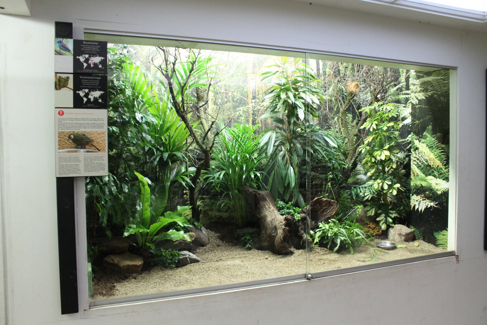 Enclosure White-eye - Cordon-blue