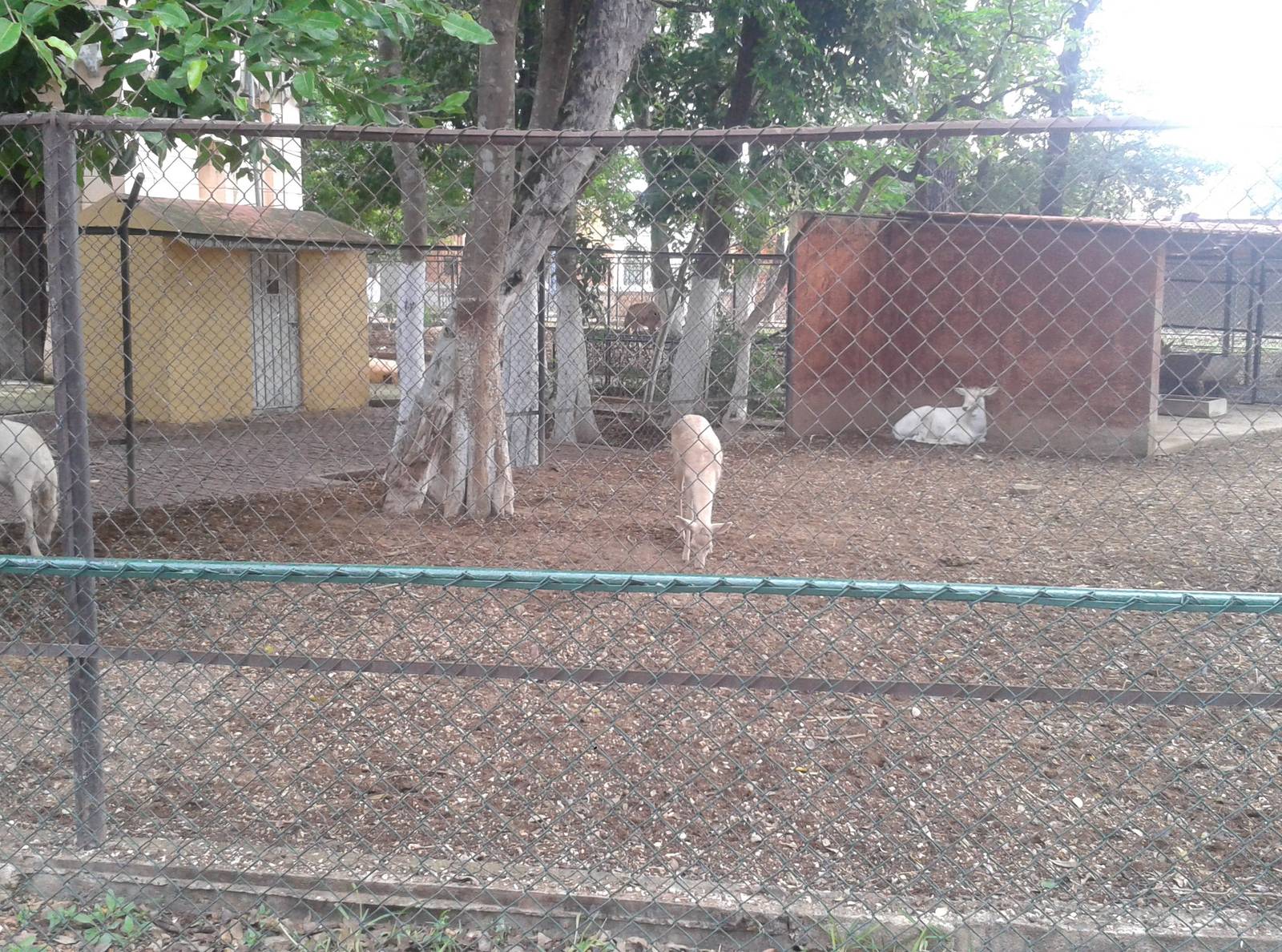 Enclosure white Fallow deers