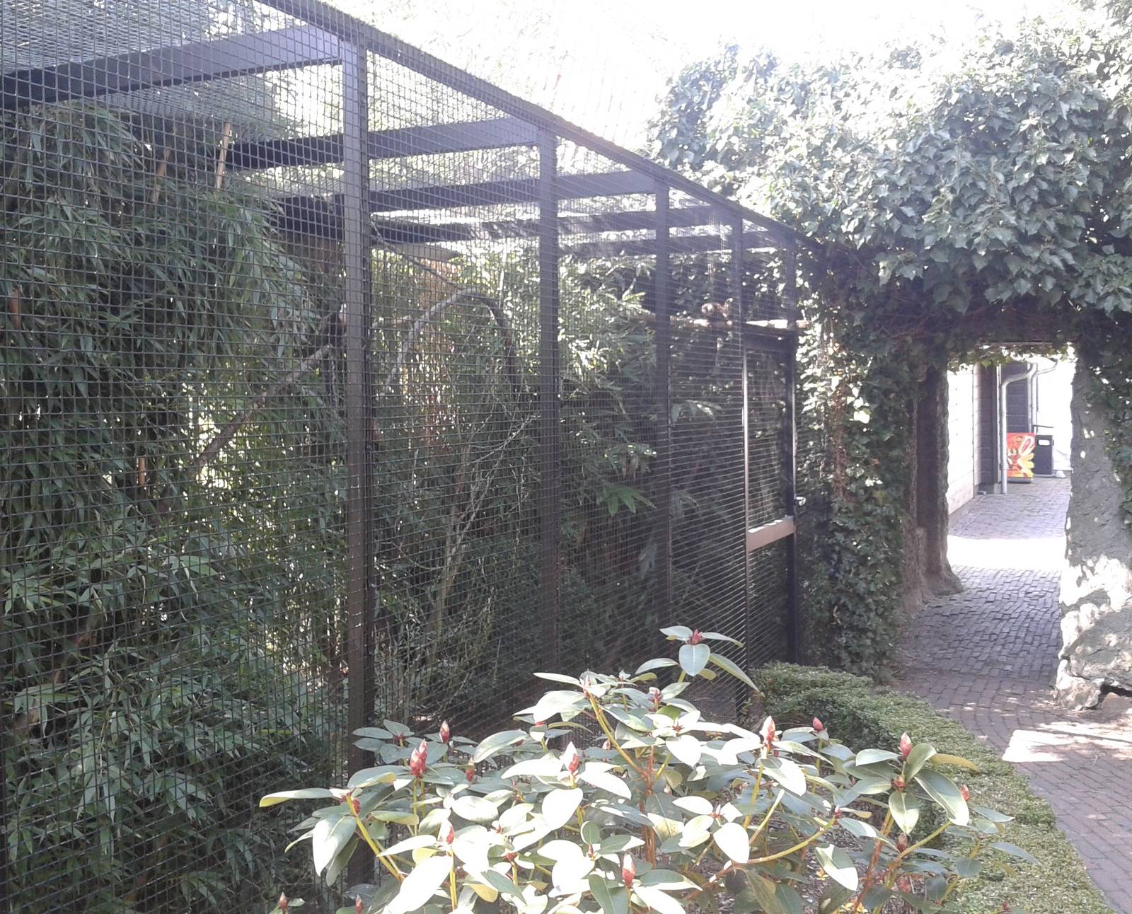 enclosure White-fronted marmoset