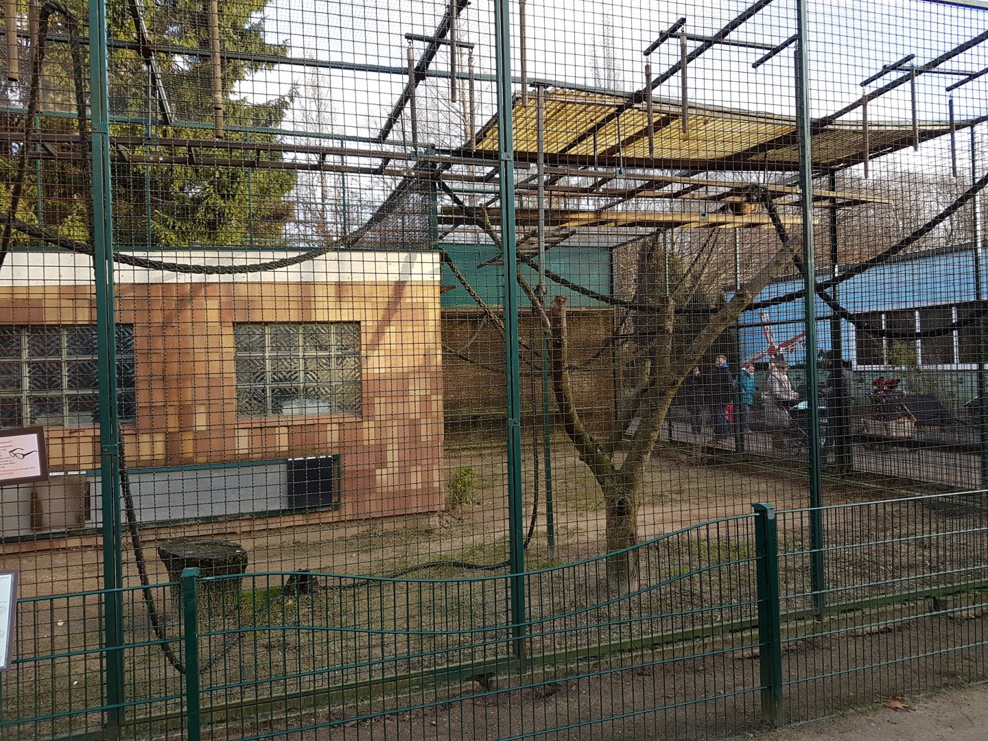 Enclosure White-handed gibbon