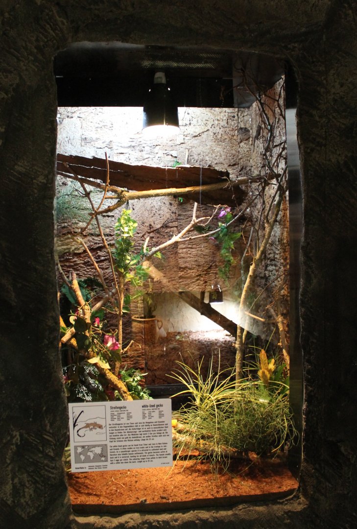 Enclosure White-lined gecko