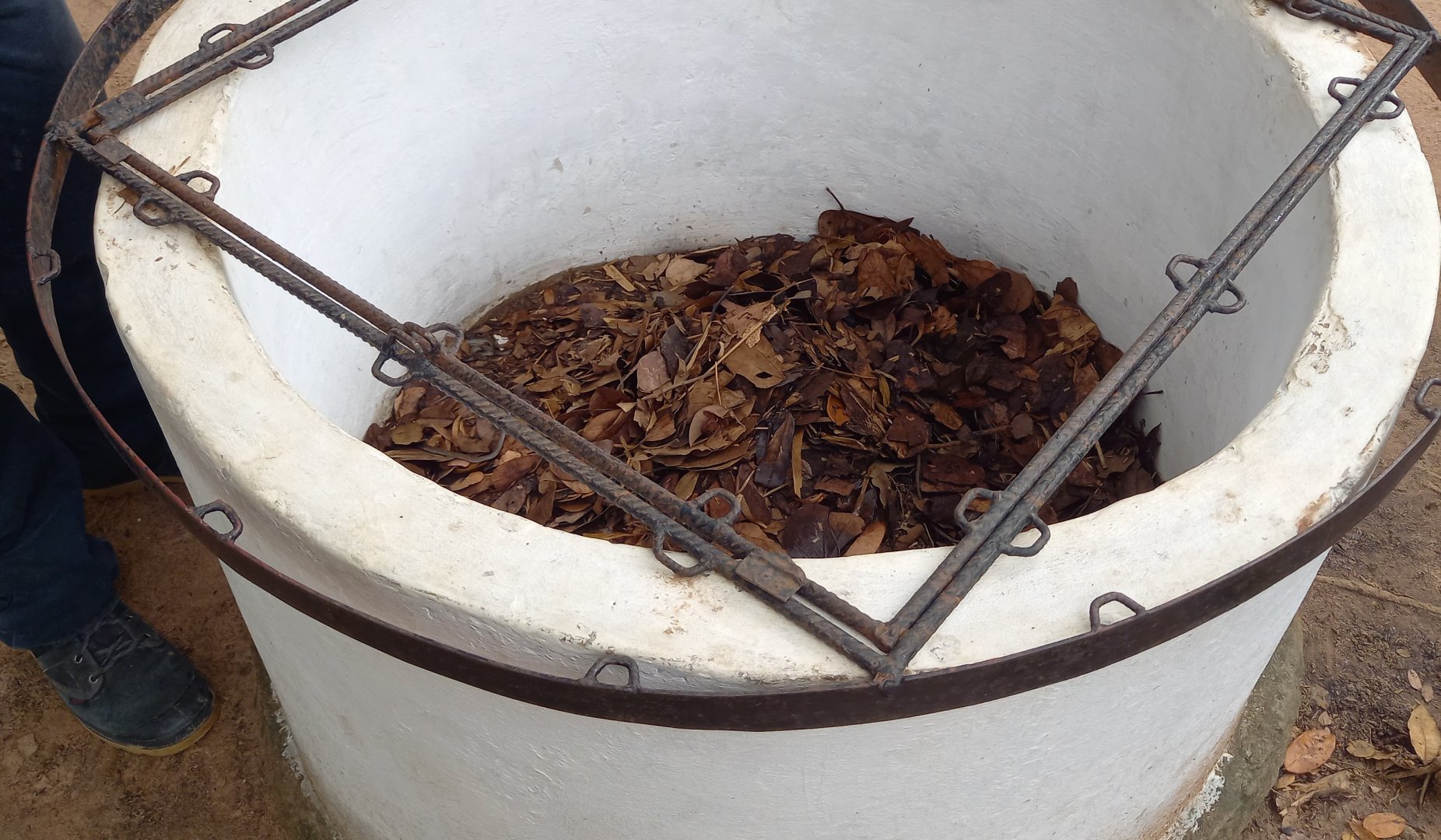 Enclosure White-lipped Herald snake