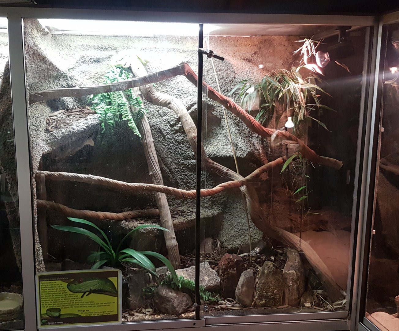 Enclosure White-lipped pitviper