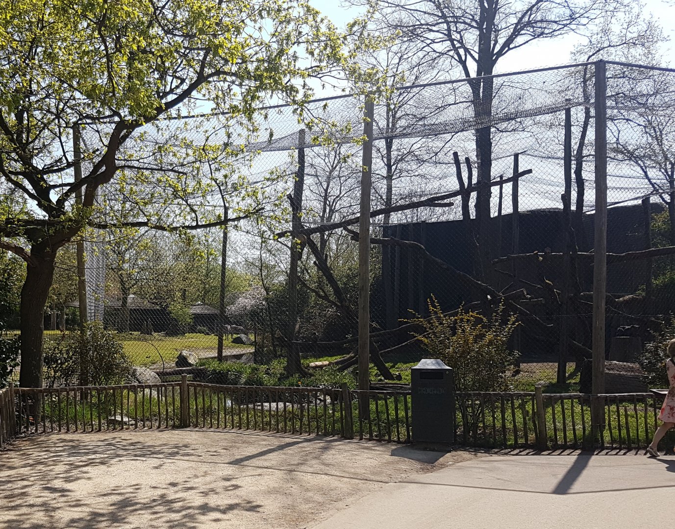 Enclosure White-naped mangabey