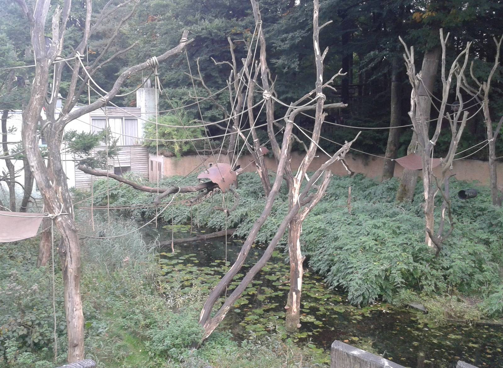 Enclosure White-throated capucines