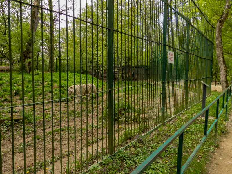 enclosure white tiger