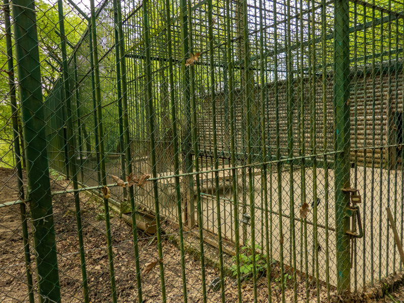 enclosure white tiger