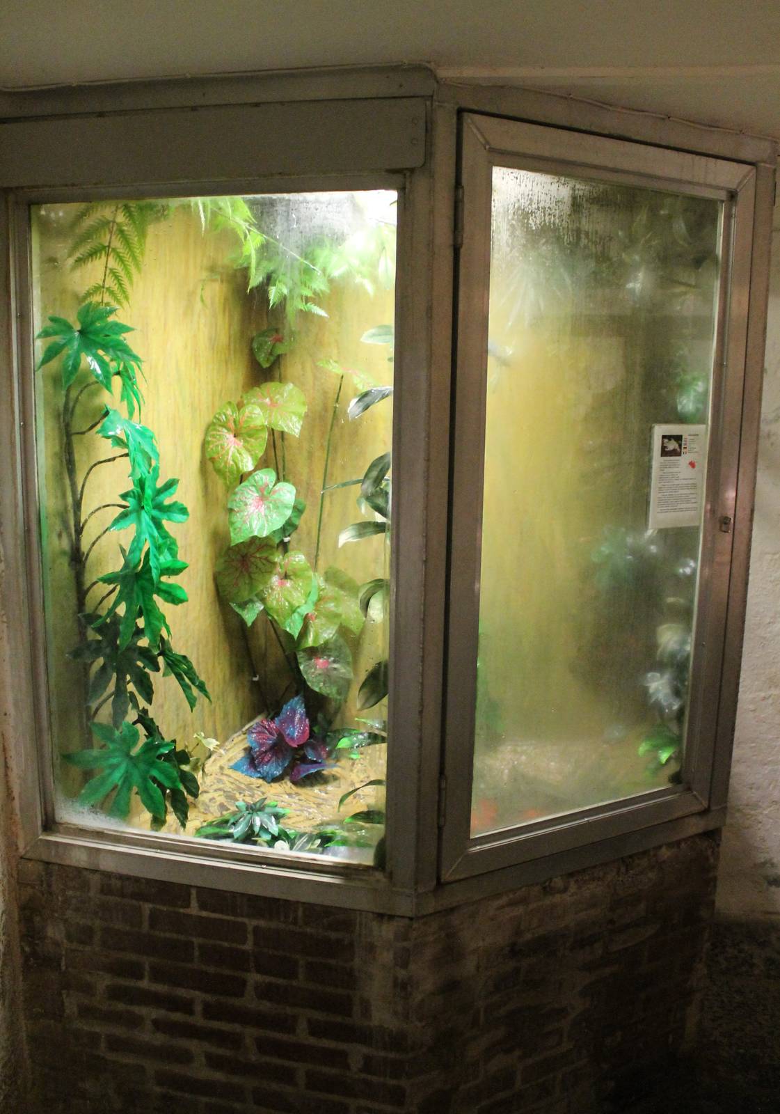 Enclosure White's tree frog