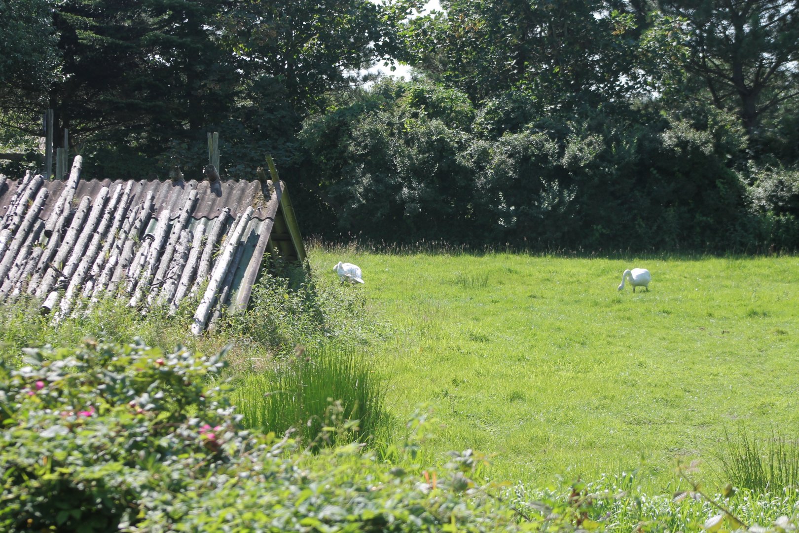 Enclosure Whooper swan