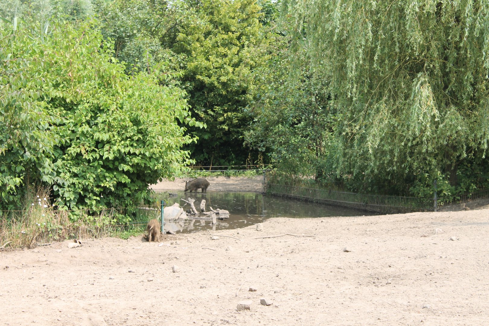 Enclosure Wild boar