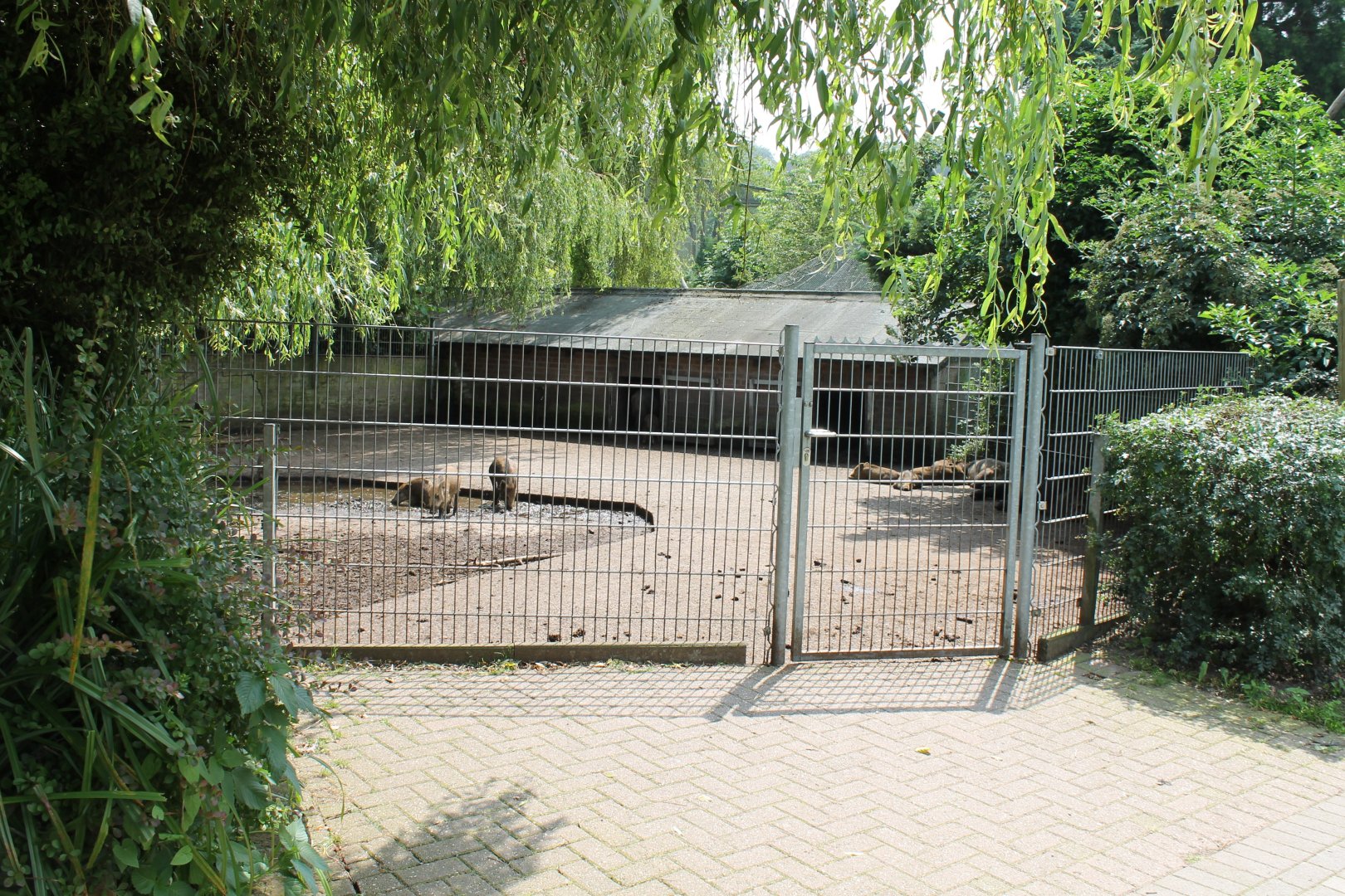 Enclosure Wild boar