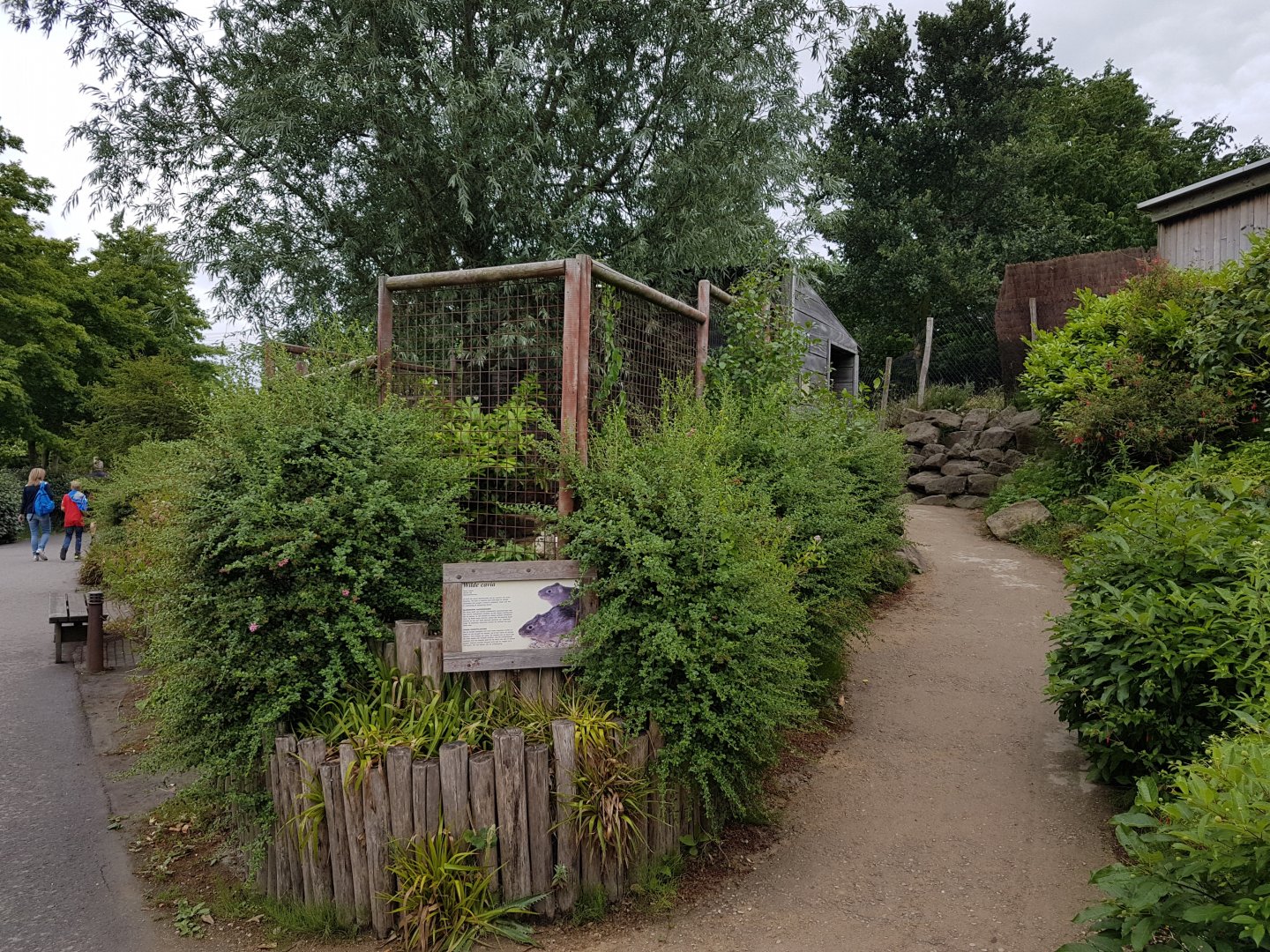 Enclosure Wild cavy