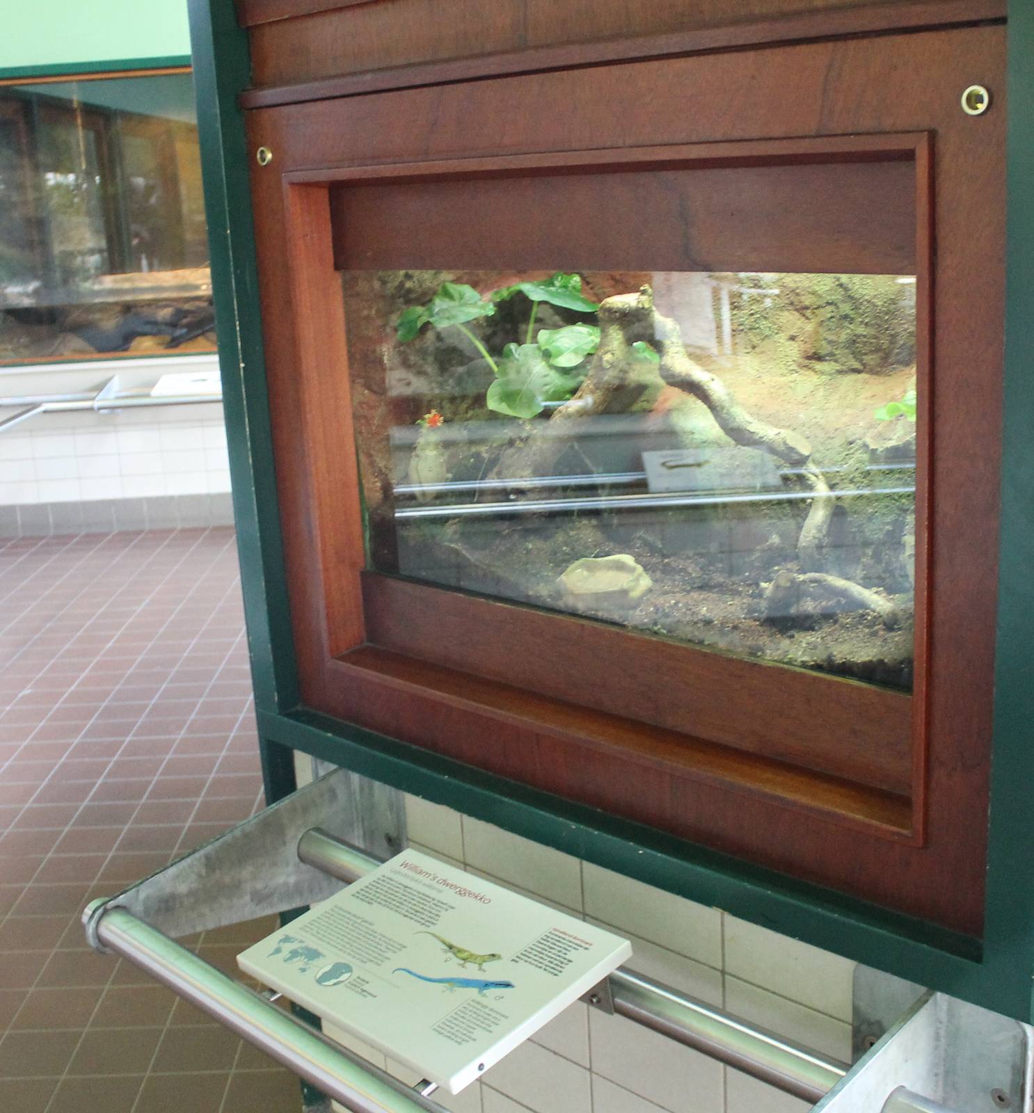 Enclosure William's electric blue gecko