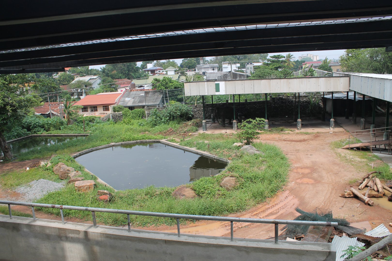 enclosure with Asian Elephant