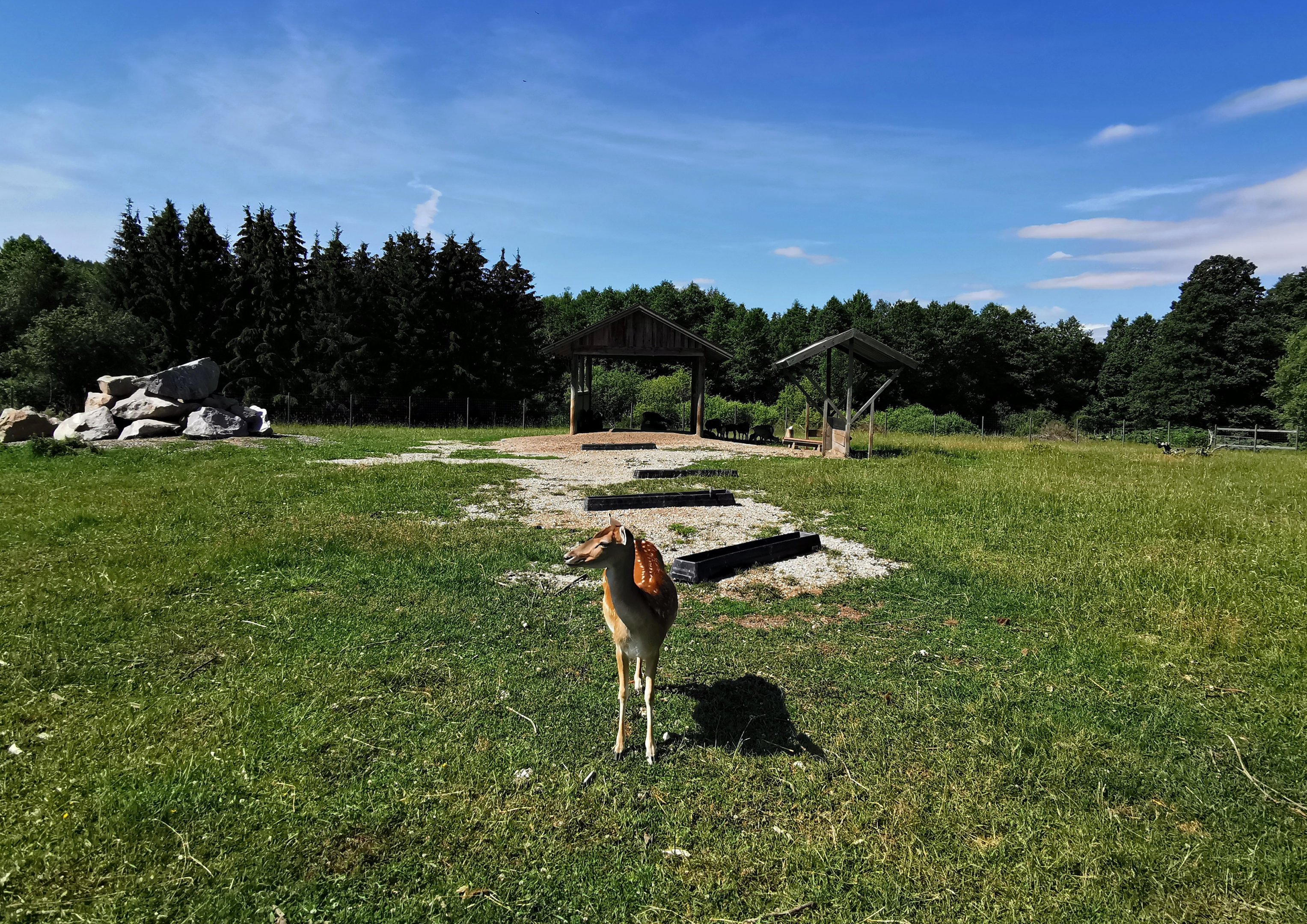 Enclosure with European mouflon and fallow deer