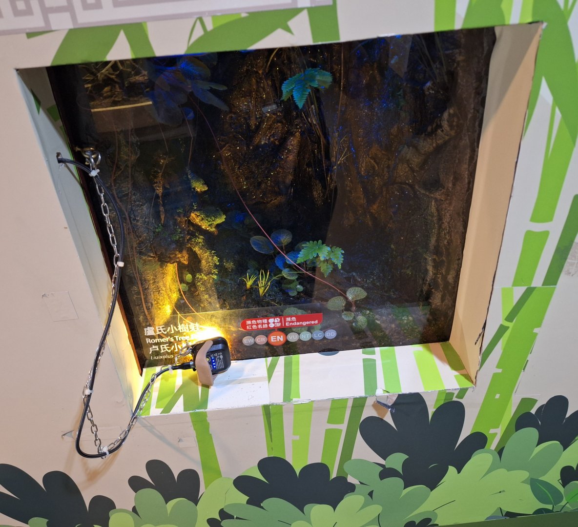 Enclosure with light for Romer’s Tree Frog