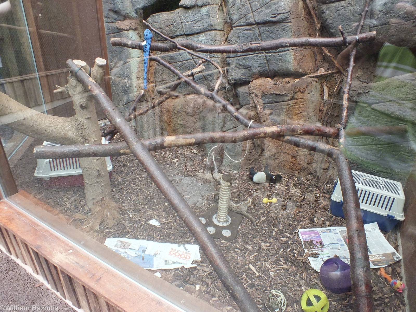 Enclosure with Rusty Spotted Cat Kitten