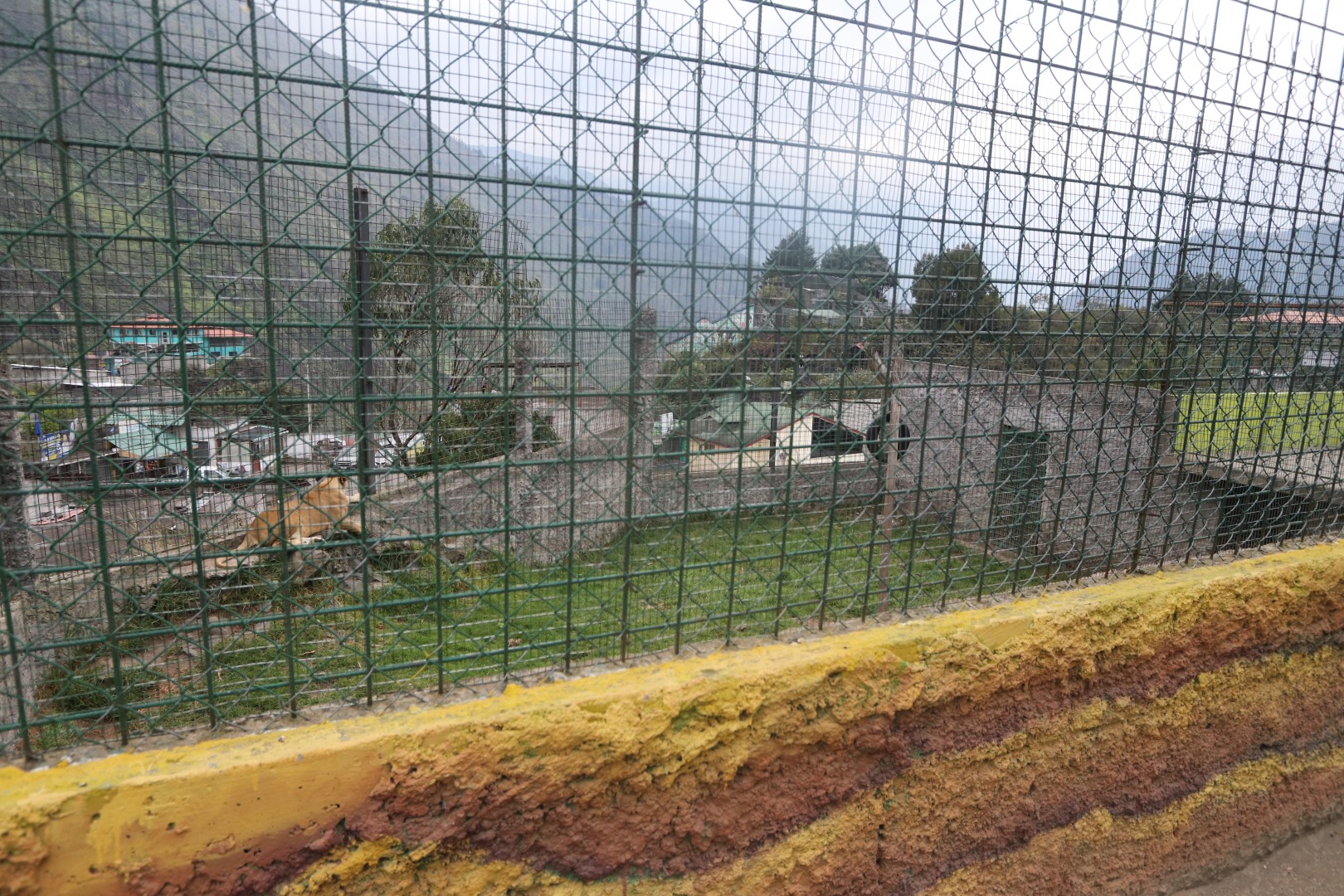 Enclosure with young lions in Zoo Vida Exótica in Baños