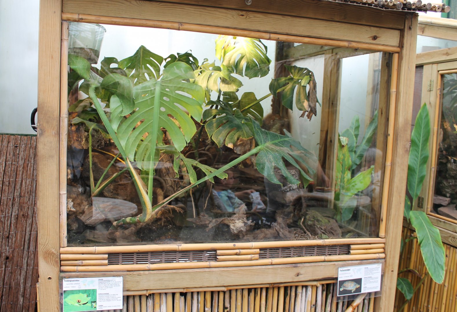 Enclosure wood turtle - Tree frog