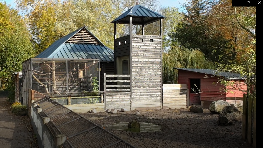 Enclosure Woolly pig and aviaries Peacock-pheasant and Cockatoo